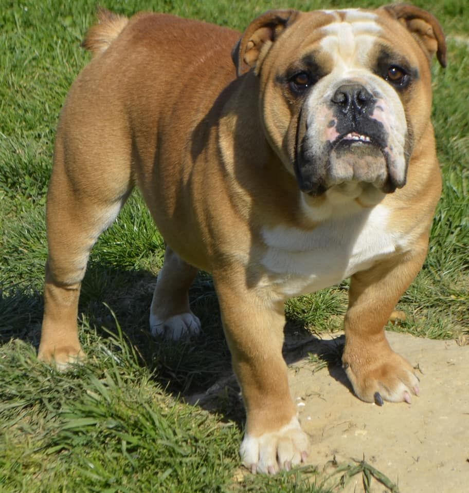 Play boy De L'acajou Dogue