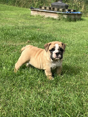 Du Royaume De Goban - Bulldog Anglais - Portée née le 10/05/2024