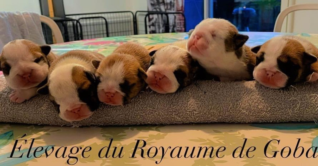 Du Royaume De Goban