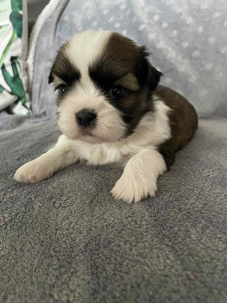 Du Royaume De Goban - Chiots disponibles - Shih Tzu