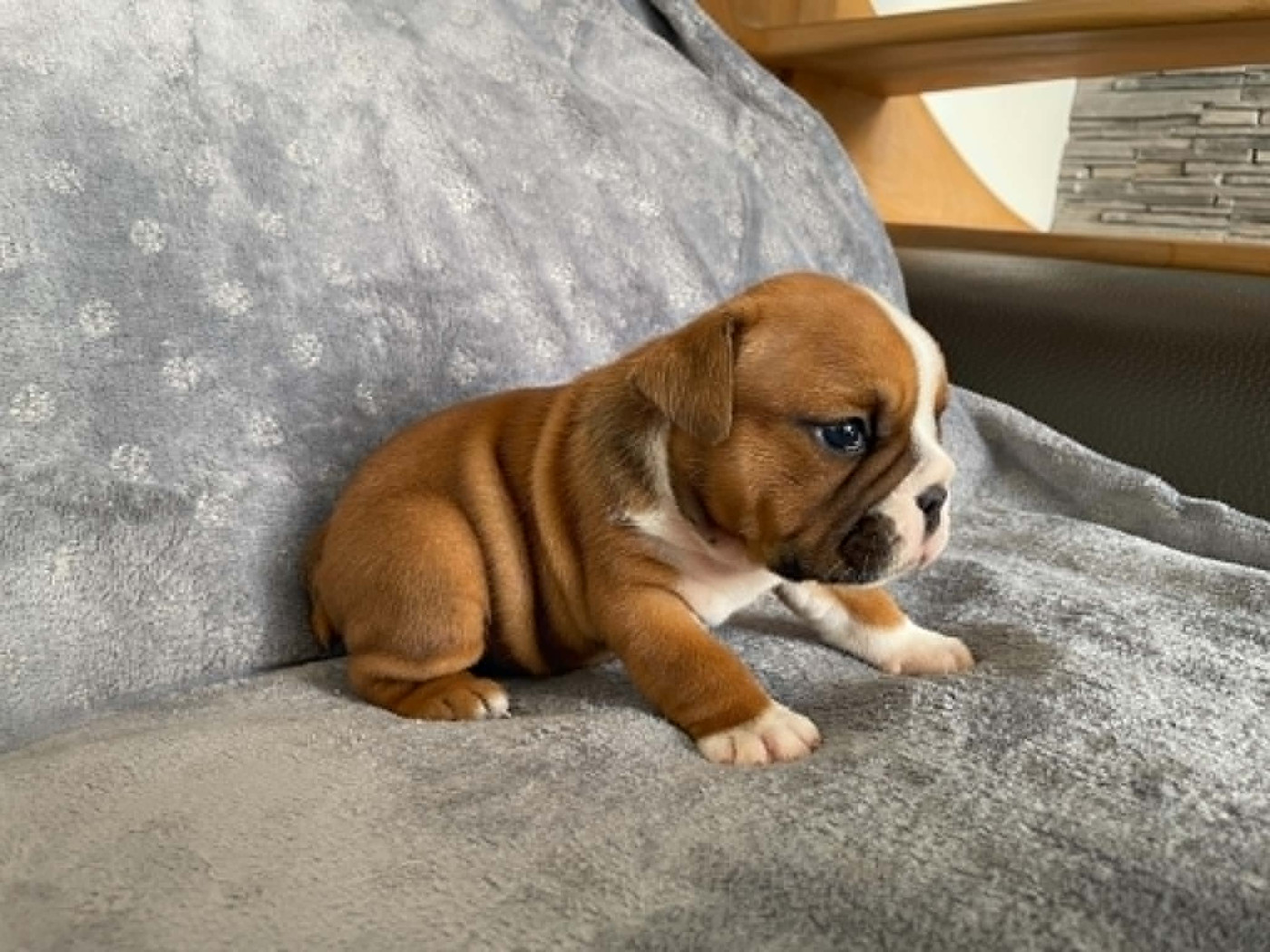 Du Royaume De Goban - Chiots disponibles - Bulldog Anglais
