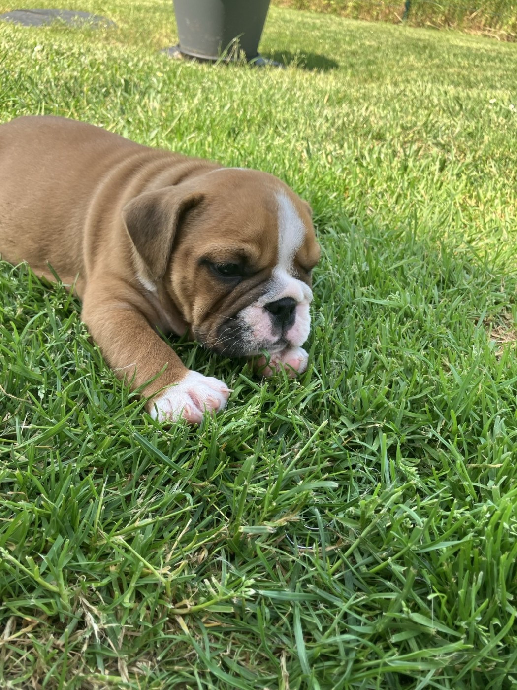 Du Royaume De Goban - Chiots disponibles - Bulldog Anglais