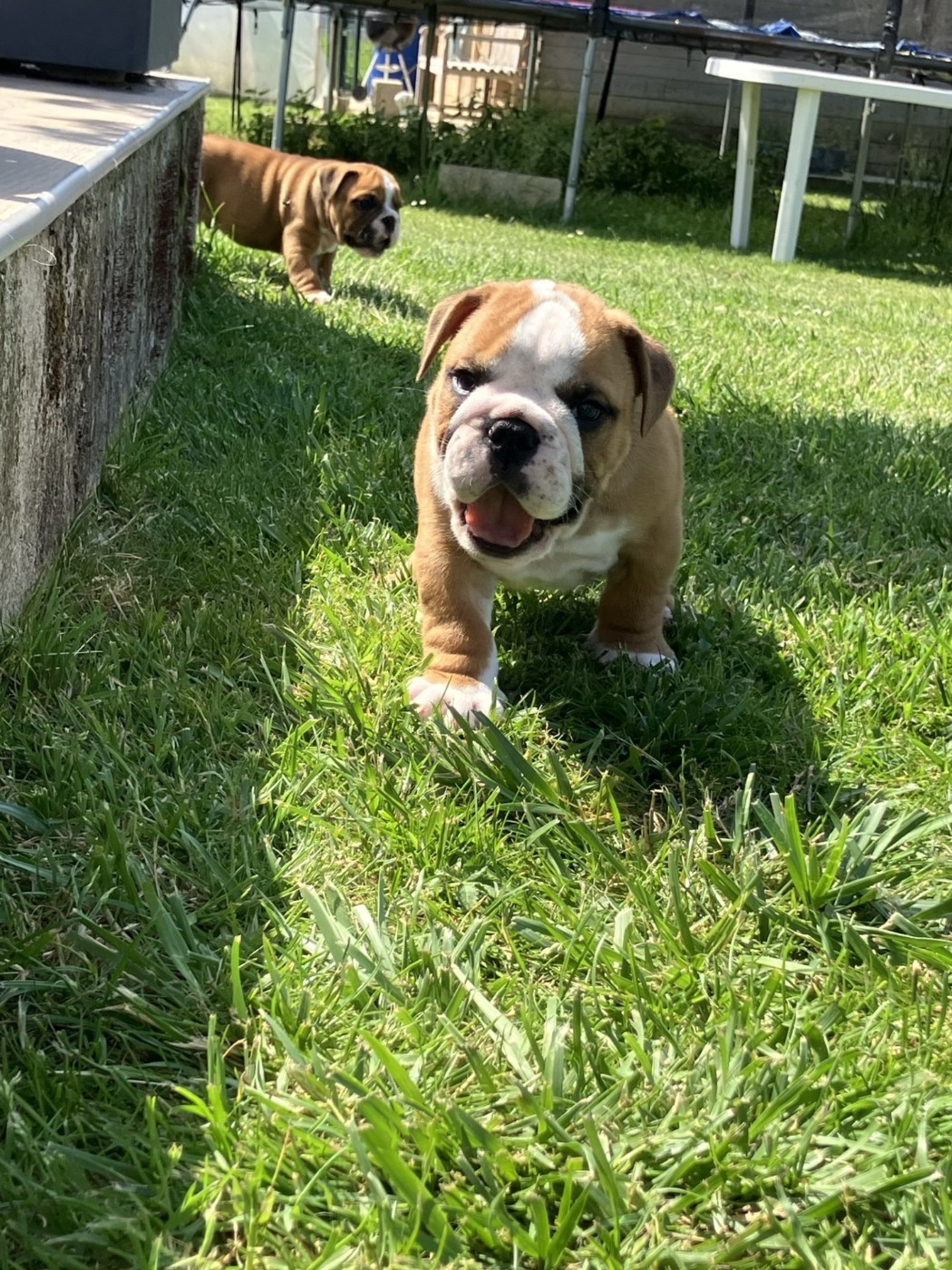 Du Royaume De Goban - Chiots disponibles - Bulldog Anglais