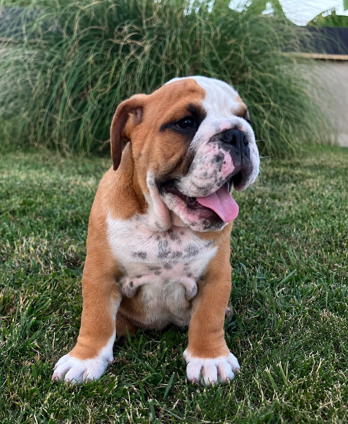 Du Royaume De Goban - Chiots disponibles - Bulldog Anglais