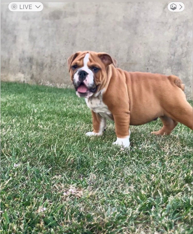 Du Royaume De Goban - Chiots disponibles - Bulldog Anglais