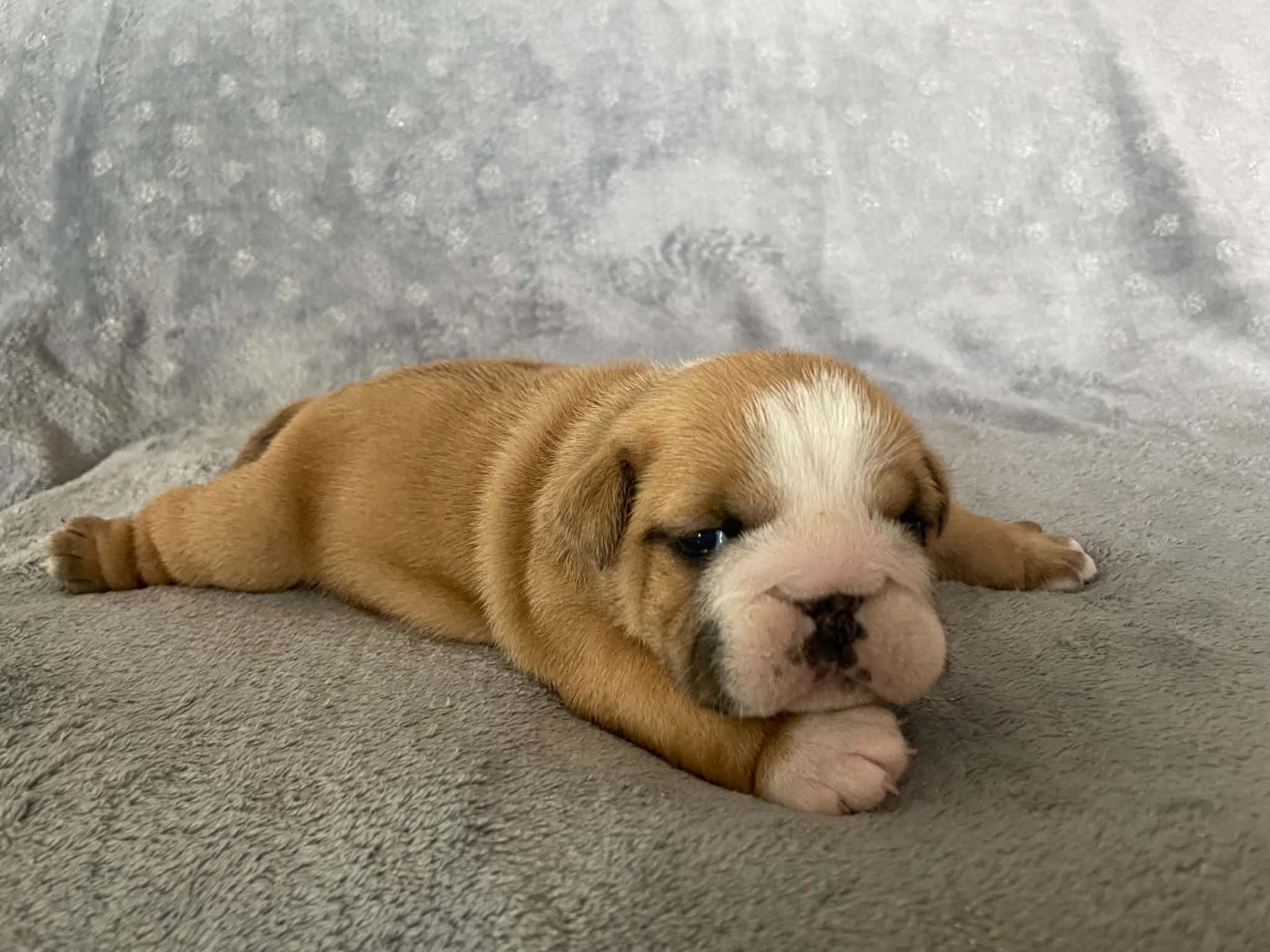 Du Royaume De Goban - Chiots disponibles - Bulldog Anglais