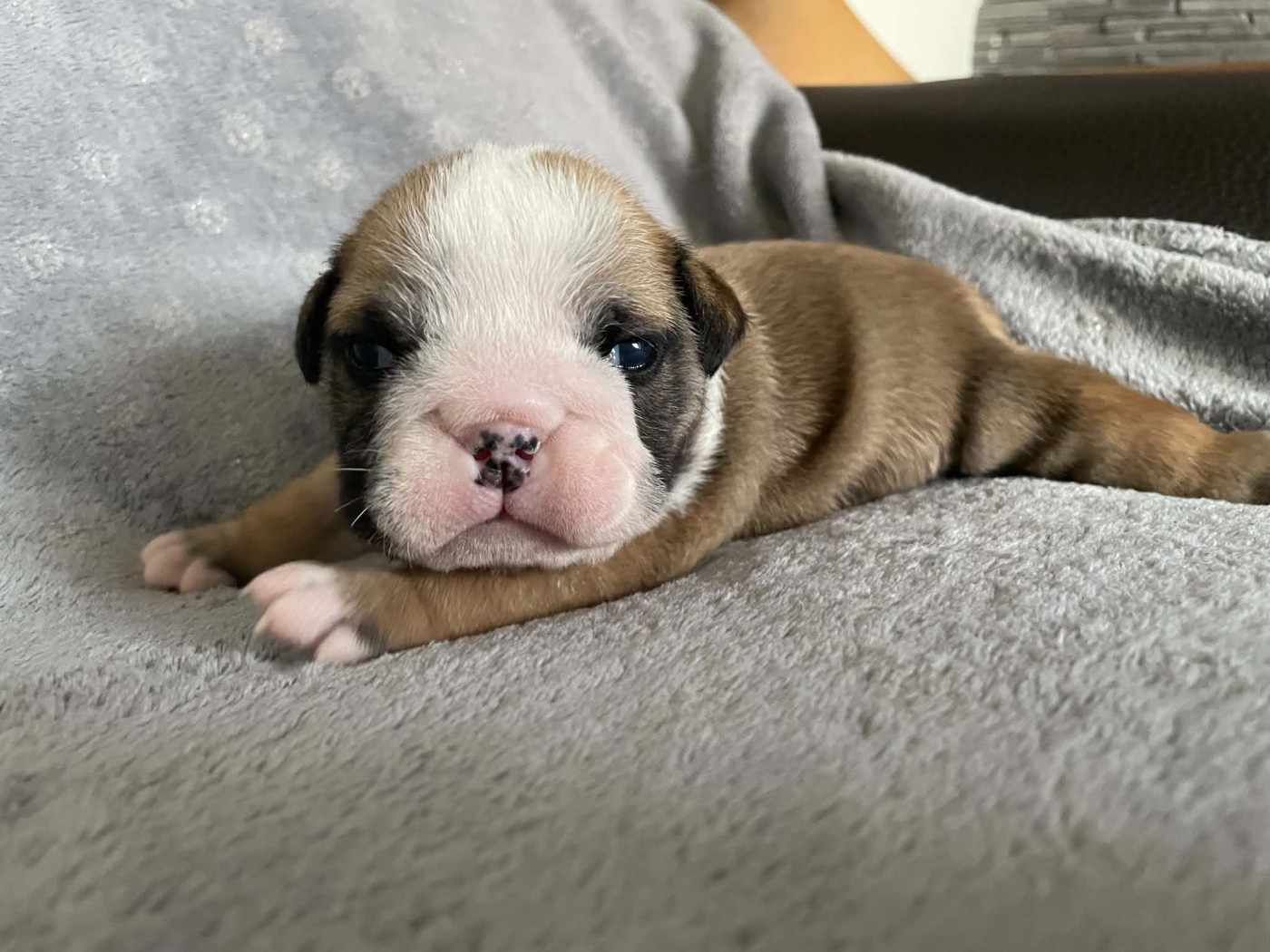Du Royaume De Goban - Chiots disponibles - Bulldog Anglais
