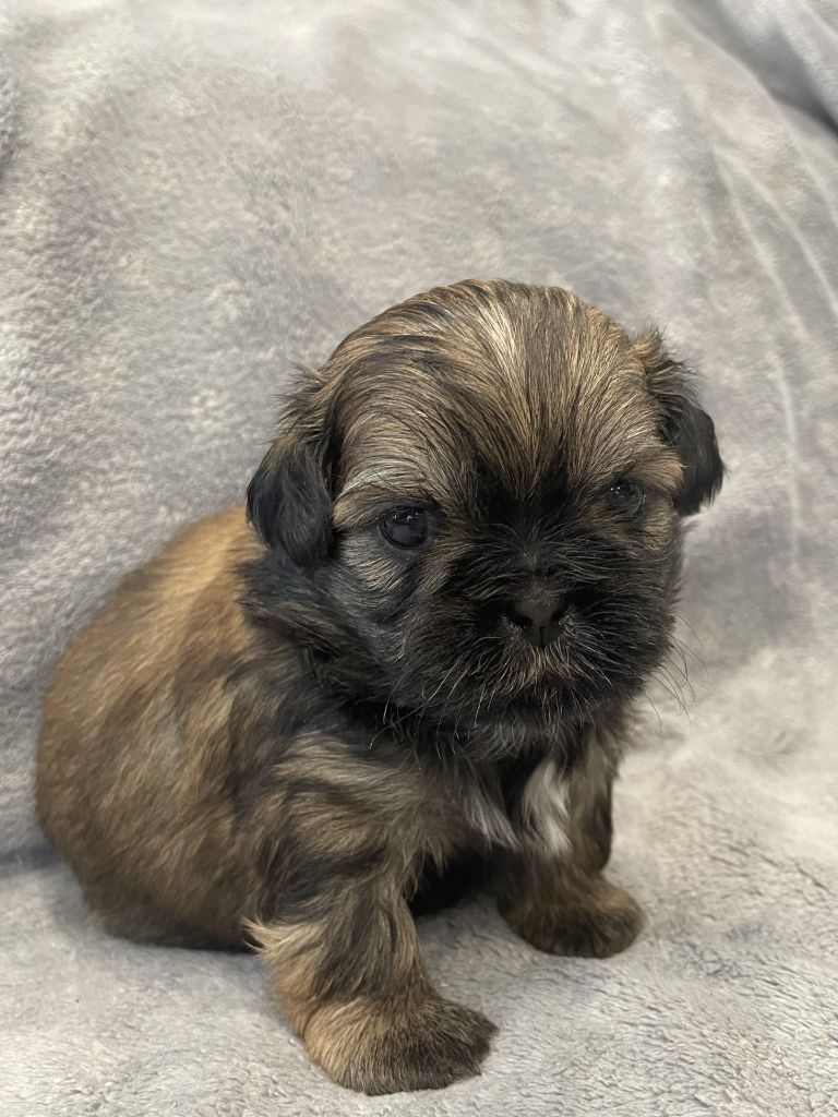 Du Royaume De Goban - Chiots disponibles - Shih Tzu