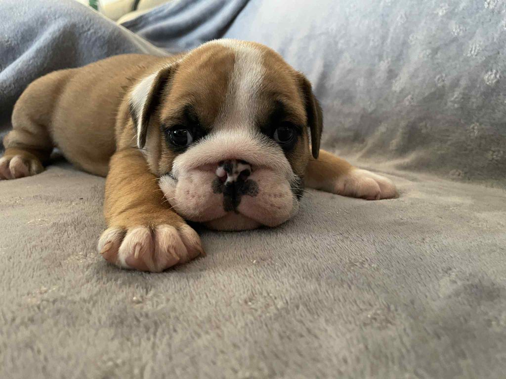 Du Royaume De Goban - Chiots disponibles - Bulldog Anglais