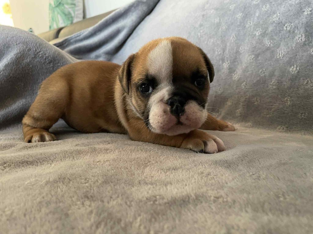 Du Royaume De Goban - Chiots disponibles - Bulldog Anglais