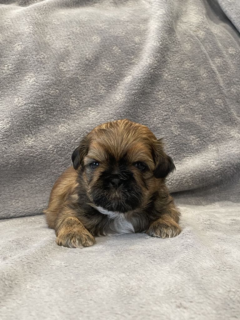 Du Royaume De Goban - Chiots disponibles - Shih Tzu