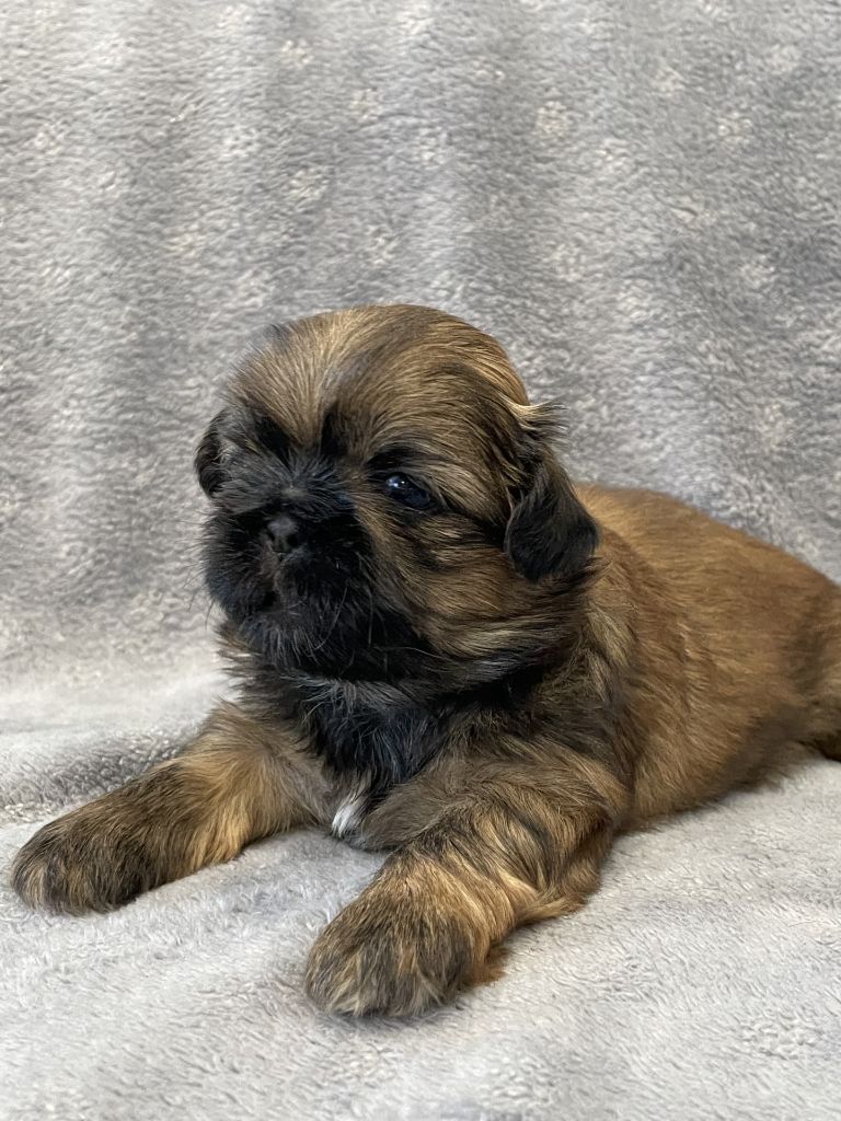 Du Royaume De Goban - Chiots disponibles - Shih Tzu