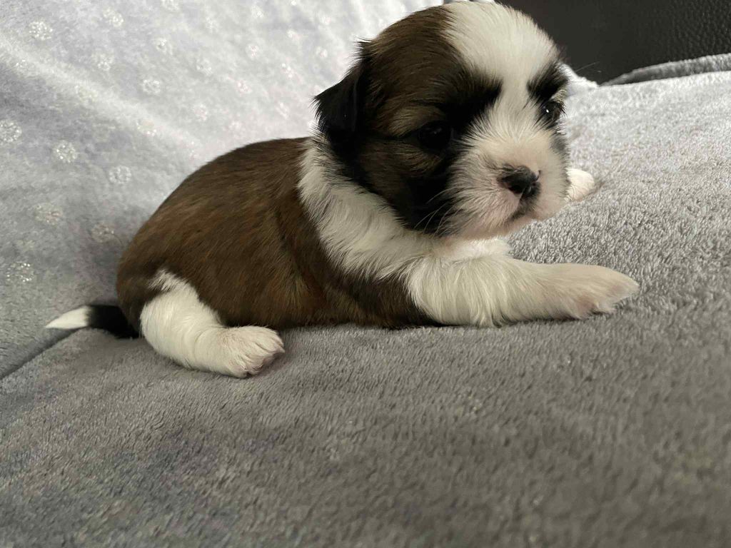 Du Royaume De Goban - Chiots disponibles - Shih Tzu