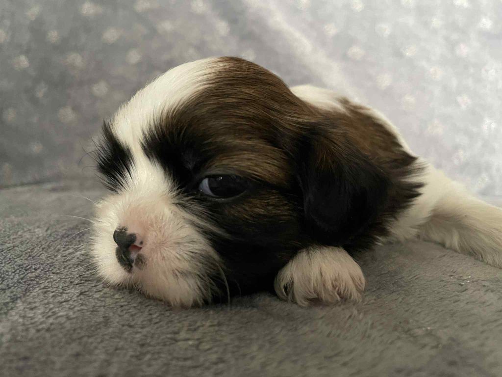 Du Royaume De Goban - Chiots disponibles - Shih Tzu