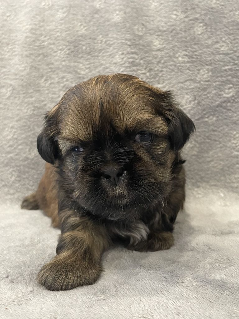 Du Royaume De Goban - Chiots disponibles - Shih Tzu