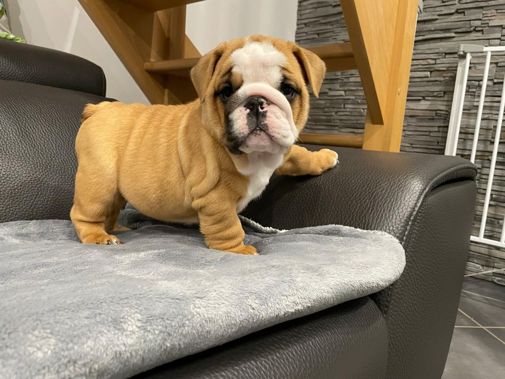 Du Royaume De Goban - Chiots disponibles - Bulldog Anglais